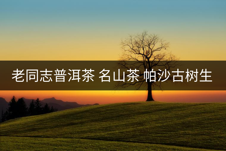 老同志普洱茶 名山茶 帕沙古樹生 2017年開湯