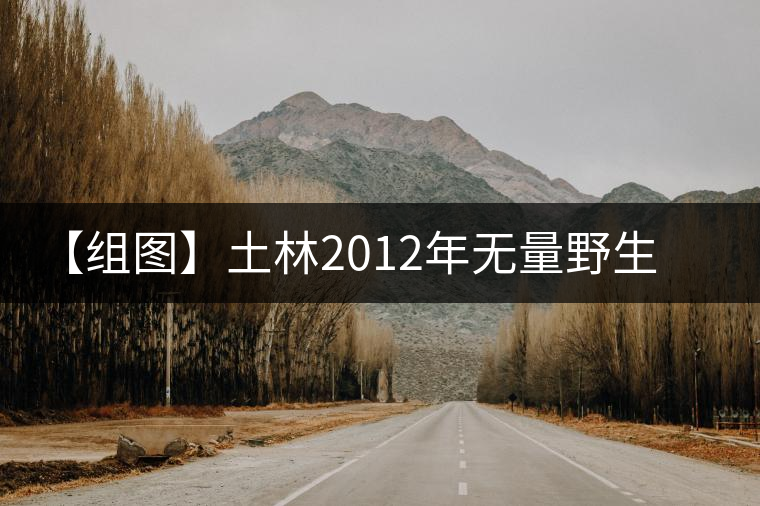 【組圖】土林2012年無(wú)量野生蘑菇緊茶開湯