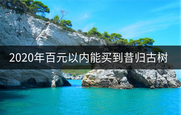 2020年百元以內能買到昔歸古樹嗎？