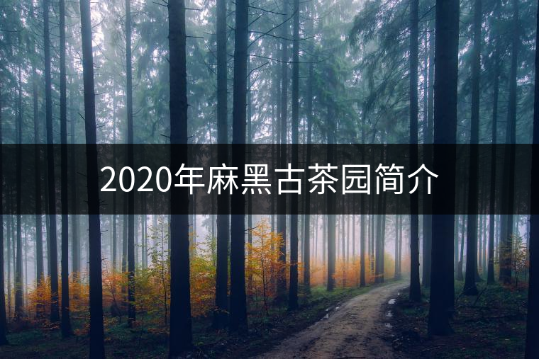 2020年麻黑古茶園簡(jiǎn)介