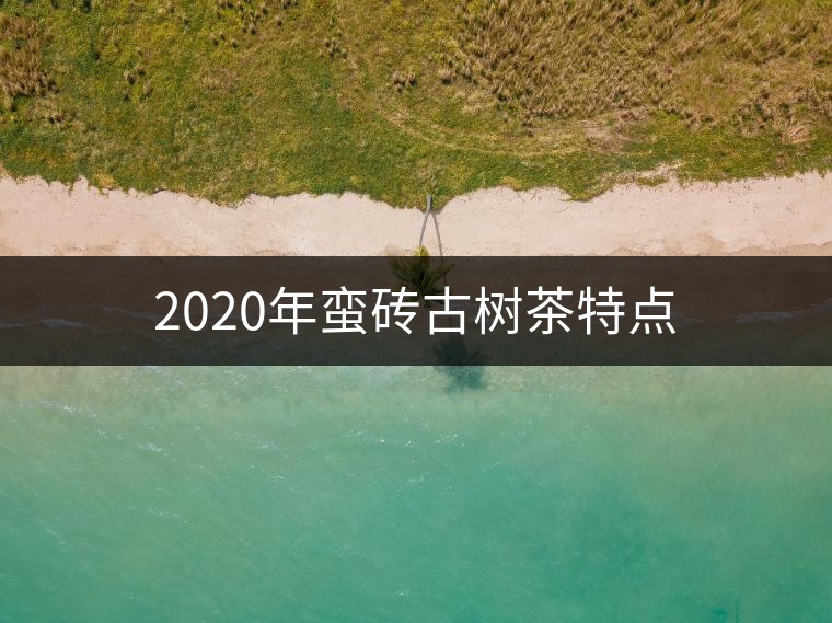 2020年蠻磚古樹茶特點