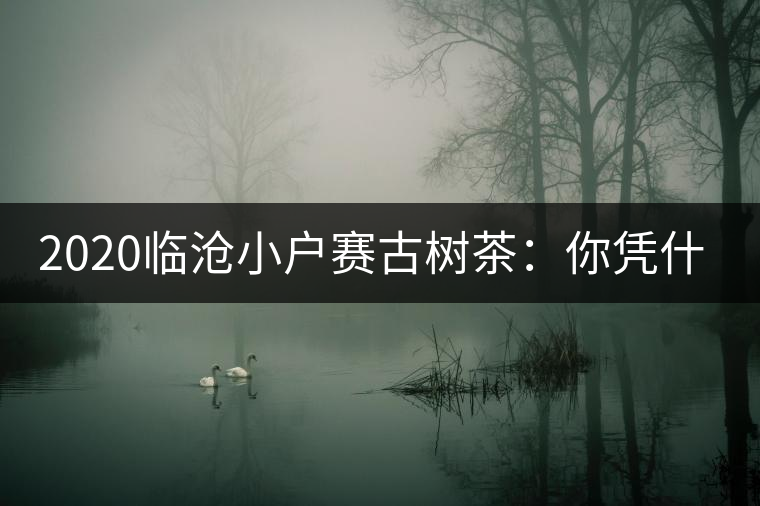 2020臨滄小戶賽古樹(shù)茶：你憑什么當(dāng)冰島賣？