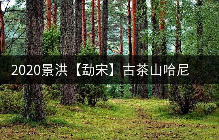 2020景洪【勐宋】古茶山哈尼年“嘎湯帕”圓滿結(jié)束，我們明年見