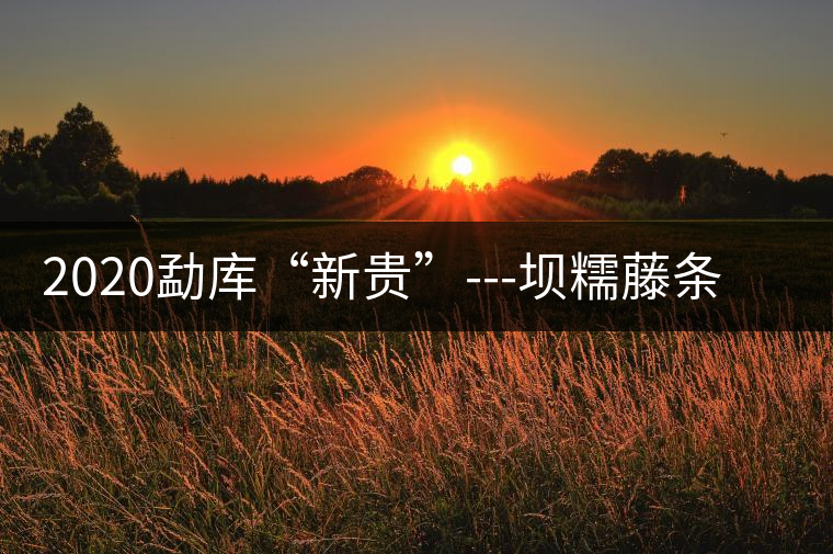 2020勐庫(kù)“新貴”---壩糯藤條茶，是如何一夜爆紅的？