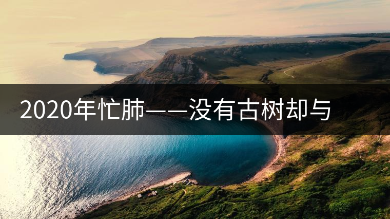 2020年忙肺——沒(méi)有古樹(shù)卻與冰島、昔歸齊名的普洱茶