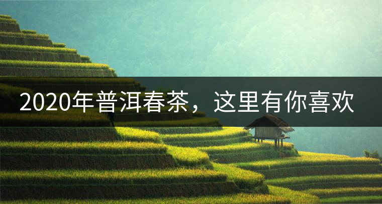 2020年普洱春茶，這里有你喜歡的山頭嗎？