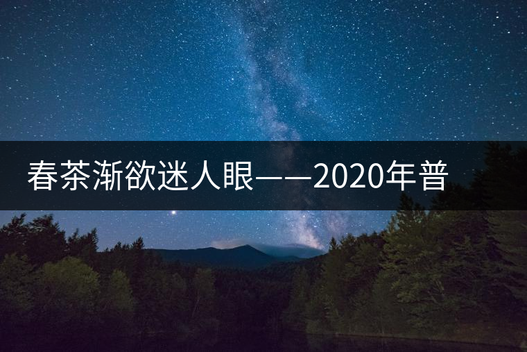 春茶漸欲迷人眼——2020年普洱春茶上市，可別買假了