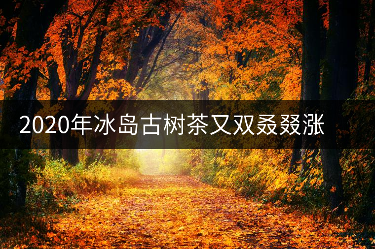 2020年冰島古樹茶又雙叒叕漲價(jià)了，今年的普洱春茶準(zhǔn)備你下手嗎