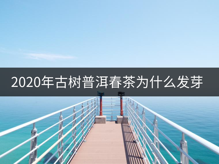 2020年古樹普洱春茶為什么發(fā)芽較晚？