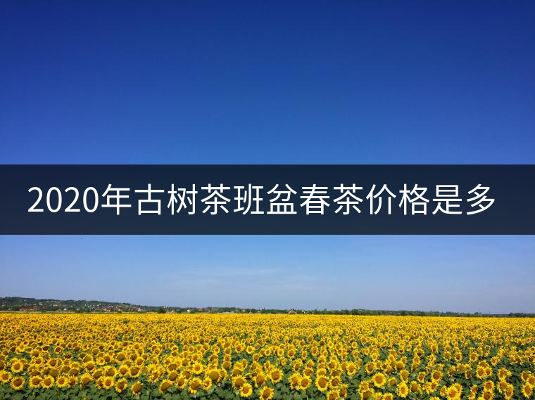2020年古樹茶班盆春茶價格是多少？