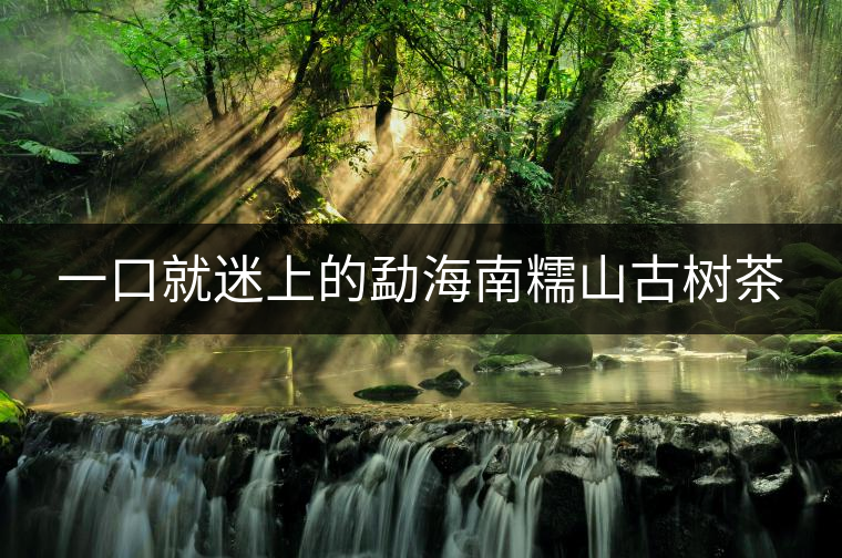 一口就迷上的勐海南糯山古樹(shù)茶 一口就迷上的勐海南糯山古樹(shù)茶