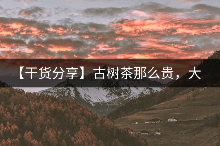 【干貨分享】古樹(shù)茶那么貴，大家為什么還在瘋狂追求？