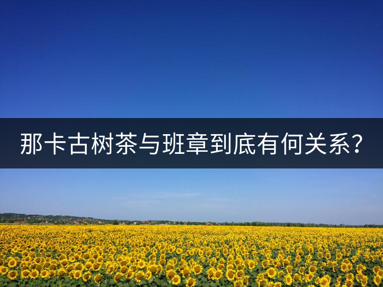 那卡古樹茶與班章到底有何關(guān)系？
