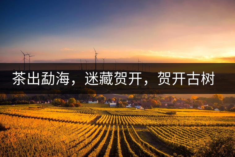 茶出勐海，迷藏賀開(kāi)，賀開(kāi)古樹(shù)普洱茶