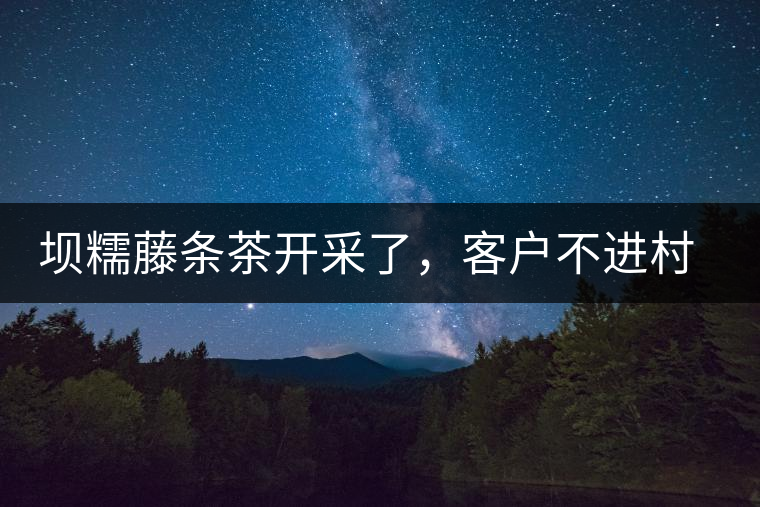 壩糯藤條茶開采了，客戶不進(jìn)村，村民怎么賣茶？