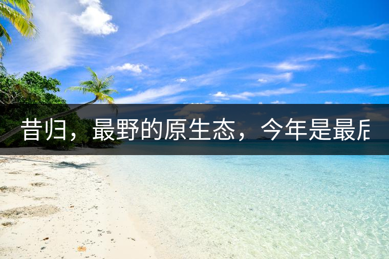 昔歸，最野的原生態(tài)，今年是最后一年了！