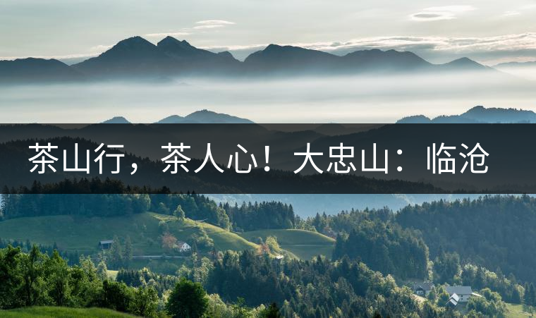 茶山行，茶人心！大忠山：臨滄之龍，雪山之熊