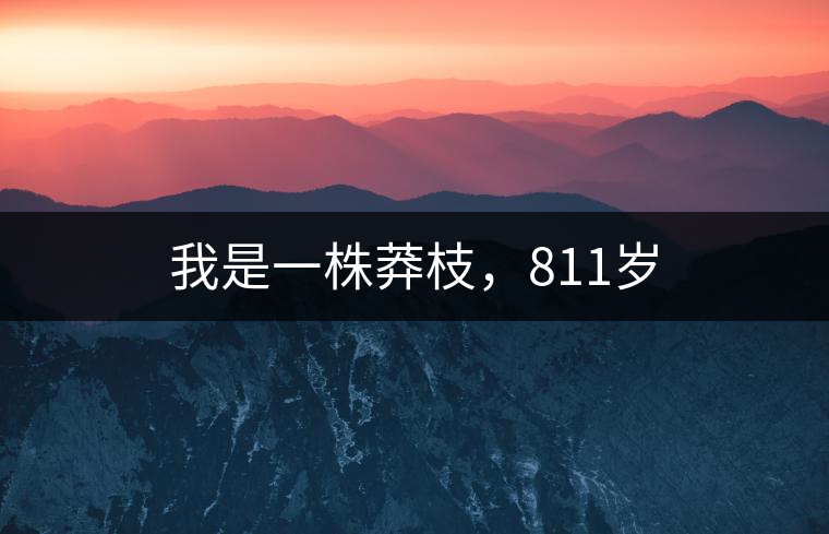我是一株莽枝，811歲
