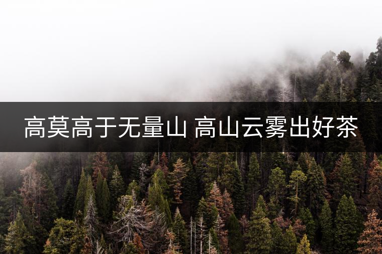 高莫高于無量山 高山云霧出好茶