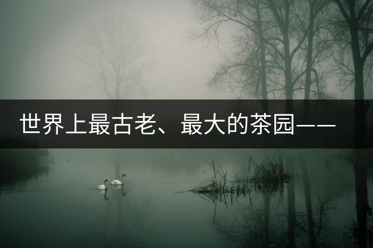 世界上最古老、最大的茶園——芒景