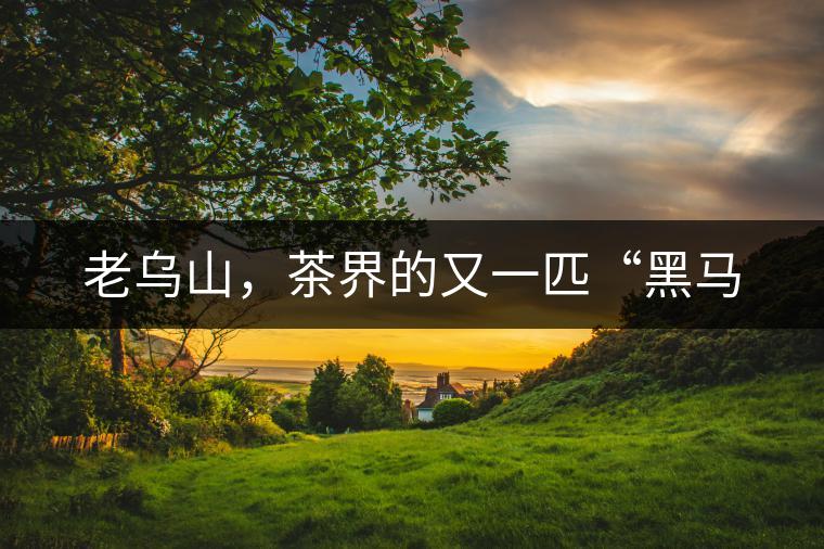 老烏山，茶界的又一匹“黑馬