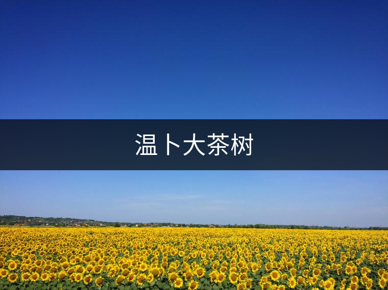 溫卜大茶樹(shù) 溫卜大茶樹(shù)
