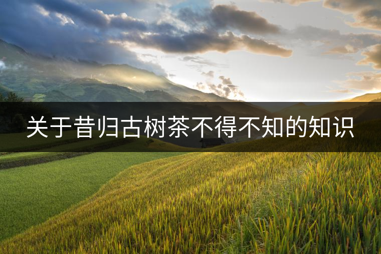 關(guān)于昔歸古樹茶不得不知的知識(shí) 關(guān)于昔歸古樹茶不得不知的知識(shí)