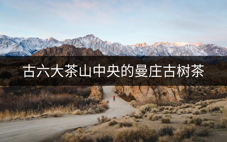 古六大茶山中央的曼莊古樹(shù)茶