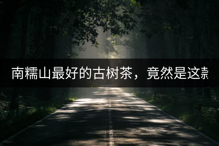 南糯山最好的古樹(shù)茶，竟然是這款！