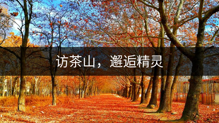 訪茶山，邂逅精靈