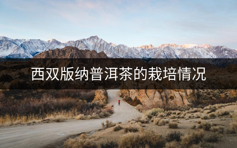 西雙版納普洱茶的栽培情況