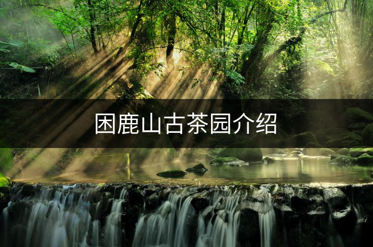 困鹿山古茶園介紹