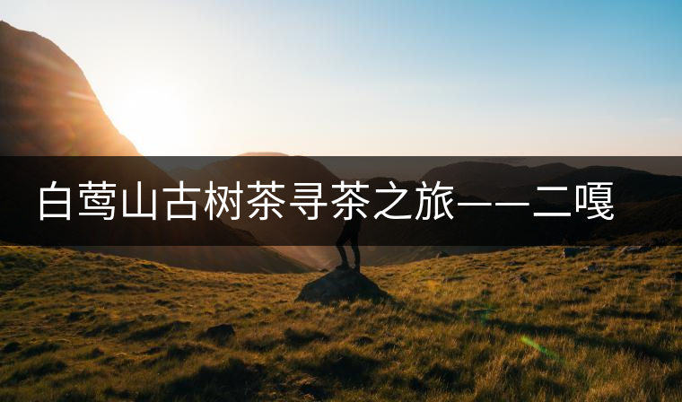 白鶯山古樹茶尋茶之旅——二嘎子茶王樹 白鶯山古樹茶尋茶之旅——二嘎子茶王樹