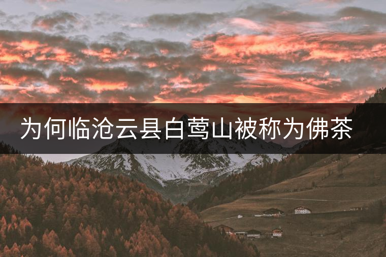 為何臨滄云縣白鶯山被稱為佛茶圣地？