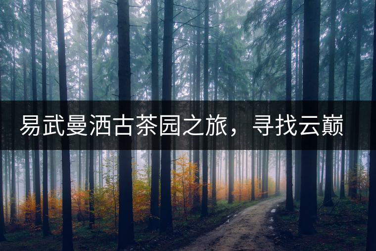 易武曼灑古茶園之旅，尋找云巔上的好茶