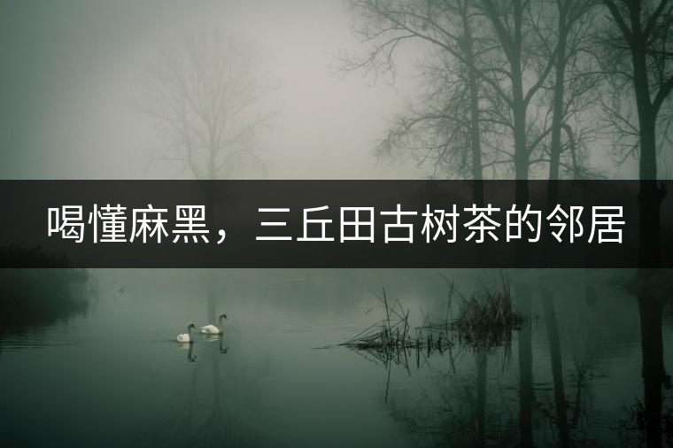 喝懂麻黑，三丘田古樹(shù)茶的鄰居