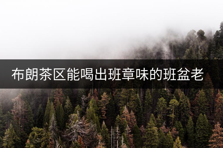 布朗茶區(qū)能喝出班章味的班盆老寨你知道嗎？