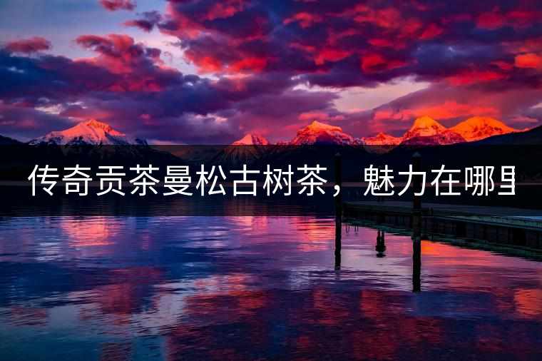 傳奇貢茶曼松古樹(shù)茶，魅力在哪里？