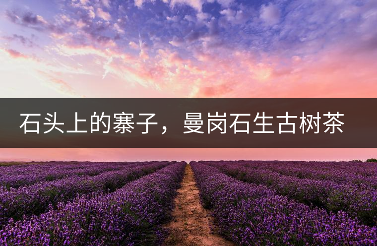 石頭上的寨子，曼崗石生古樹茶特點介紹