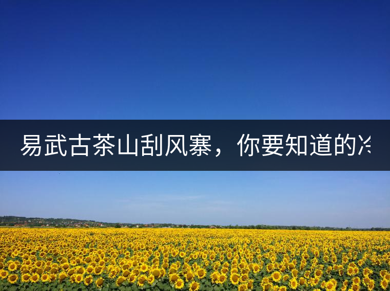 易武古茶山刮風(fēng)寨，你要知道的冷知識！