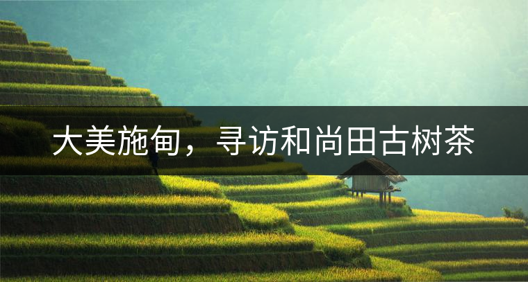 大美施甸，尋訪和尚田古樹茶