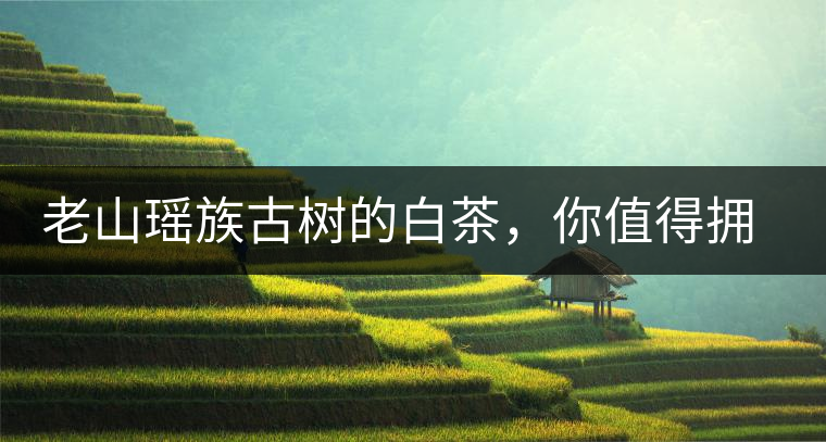 老山瑤族古樹的白茶，你值得擁有
