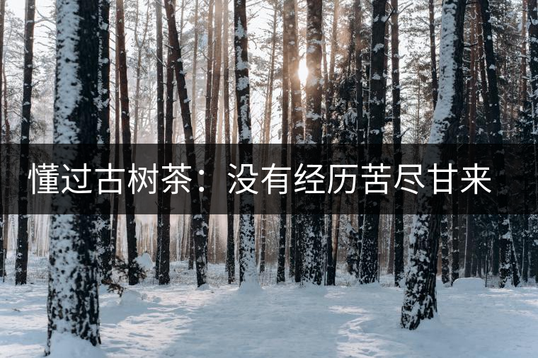 懂過(guò)古樹(shù)茶：沒(méi)有經(jīng)歷苦盡甘來(lái)的人，不足以談懂過(guò)
