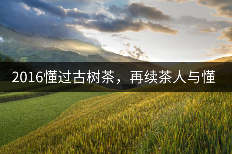 2016懂過(guò)古樹(shù)茶，再續(xù)茶人與懂過(guò)的故事