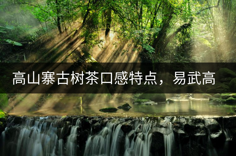 高山寨古樹茶口感特點(diǎn)，易武高山寨普洱茶介紹