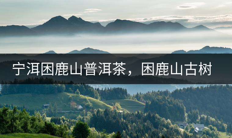寧洱困鹿山普洱茶，困鹿山古樹茶口感特點(diǎn)