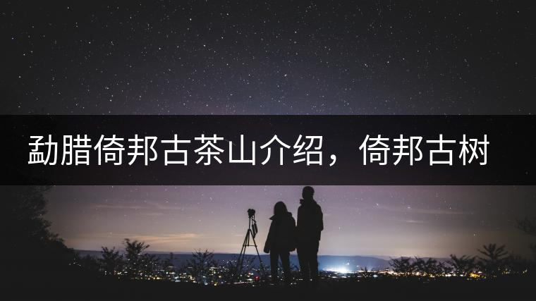 勐臘倚邦古茶山介紹，倚邦古樹茶口感特點