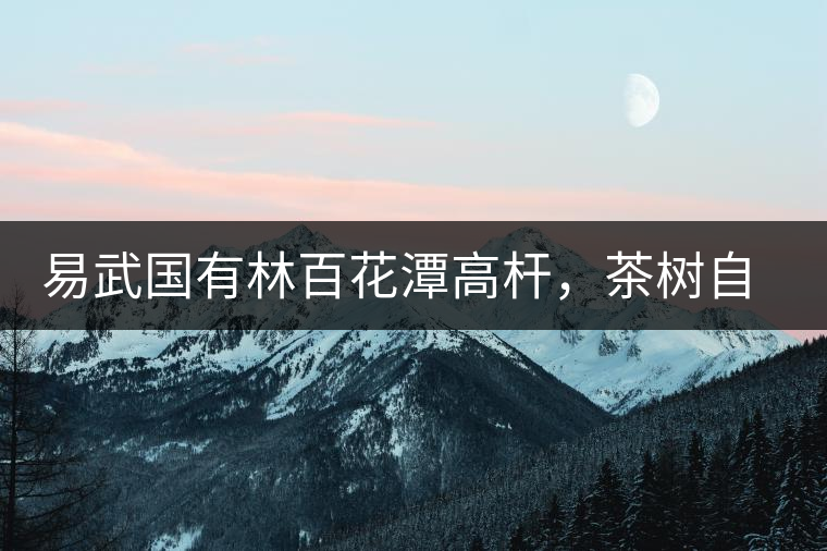 易武國有林百花潭高桿，茶樹自由生長的完美之地