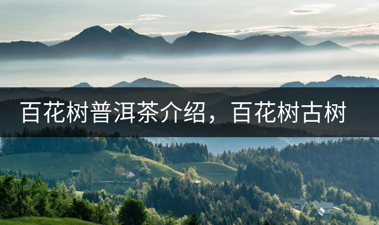 百花樹(shù)普洱茶介紹，百花樹(shù)古樹(shù)茶口感特點(diǎn)