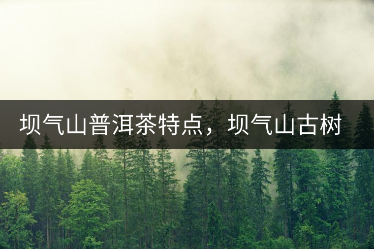 壩氣山普洱茶特點(diǎn)，壩氣山古樹茶介紹